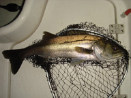 BIGサイズを狙い、それなりに大きめのミノーやポッパーをキャストするも沈黙・・・。 結局6cmの小さ目ルアーに反応し、その後は爆りました!