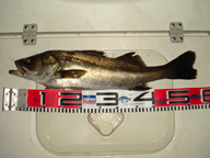 今夜は風が強かったので、タイ狙いは諦めてシーバスを狙いました。 釣れたので即納竿!