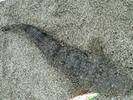 今年はマゴチが多い?