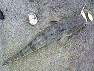 今年はヒラメが少ない様子?