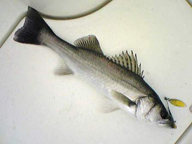 「いまだにチーバス多し」とのコメント。