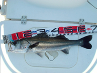 「タイミング良く良型の群れに遭遇? 6連続バイトで良型を3匹キャッチしました。」とのコメント。