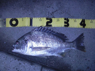 「3番ミオはチンタの群れが入ってきたようで、大型を獲るのが難しくなってきたように感じます」とのコメント。