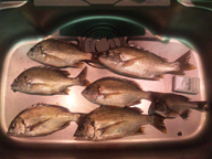 この時期はさすがに肥えてますね。本格的に落ちです。