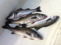 「渋かったですが、何とか4匹釣れました」とのコメント。