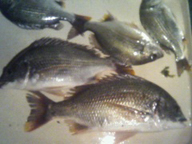 「エサ取りが増えました。アタリが出ないのにエサがない」とのコメント。