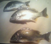 昨日の釣りは、難しかったです。なかなか掛けられず、最後にやっと…釣れました。上げ潮は食い込みが悪いのか、下げに入ってから食い込みました。